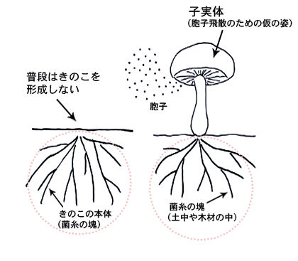 きのこ本体の姿の図