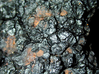 石炭状の菌核の表面画像