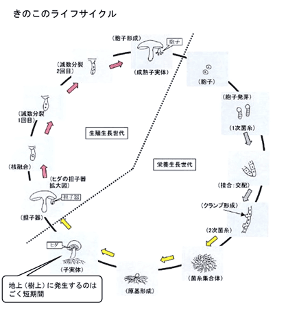 きのこのライフサイクルの画像