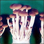 ��Ȃ��܂����̉摜