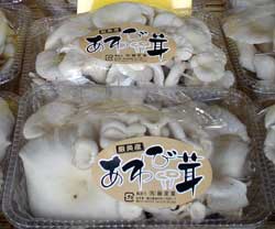 �����Ђ炽���p�b�N�摜
