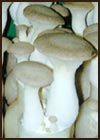 KX-EG079��