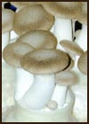 KX-EG109��