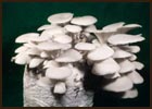 �����Ђ炽��