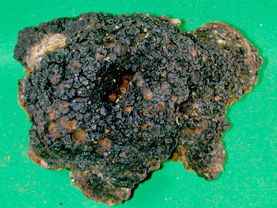 カバノアナタケの菌核画像