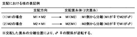 交配における核の表記例