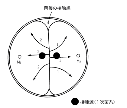 きのこ菌糸の交配図