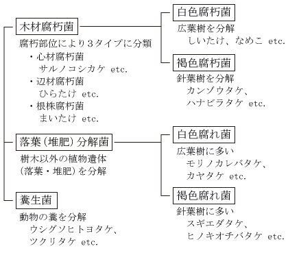 腐生型きのこ