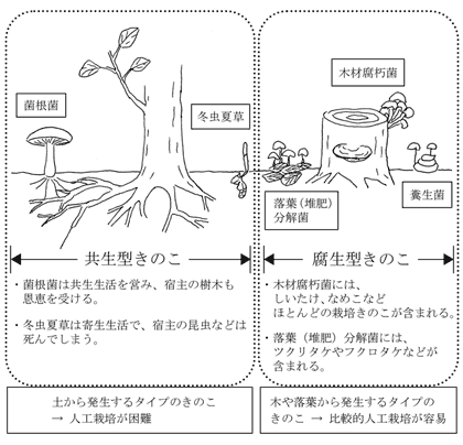 きのこの生活型分類の画像