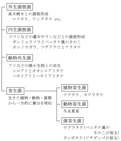 共生型きのこ