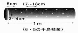 ６・５の千鳥植菌の図