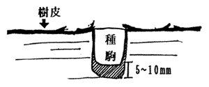 接種孔の図