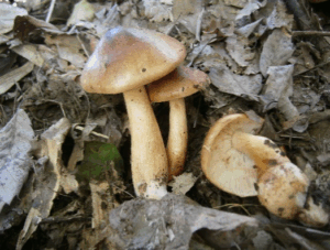 カキシメジ